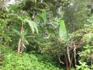 Huatulco wet-season vegetation by Susan Manlin Katzman