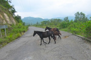 Road to Huatulco  by Susan Manlin Katzman