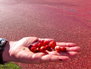 Cranberries in hand by Marshall Katzman