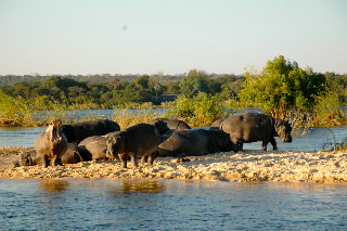 Hippos on the Zambezi
