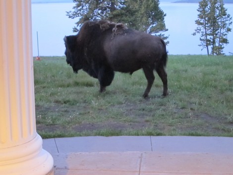 Bison on the Grounds of Lake Yellowstone Hotel by Susan Manlin Katzman
