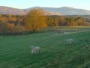 Sheep at Inverlochy Castle Hotel