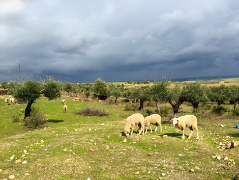 Extremadura Sheep in Field by Susan Manlin Katzman