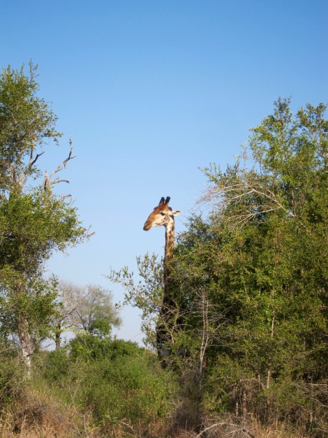 Giraffes Graze at Sabi Sabi by Susan Manlin Katzman