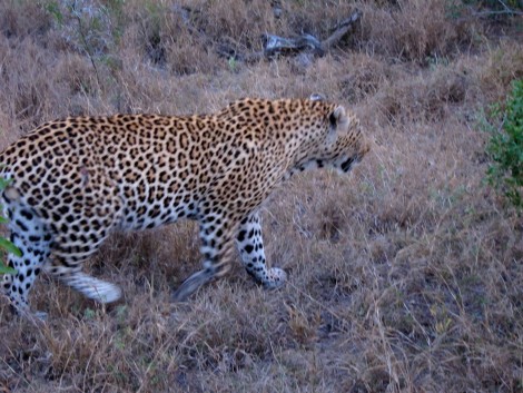 Leopard at Sabi Sabi by Susan Manlin Katzman