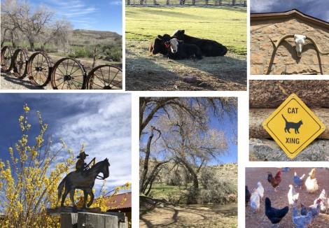 Canyon of the Ancients Guest Ranch Collage by Susan Manlin Katzman