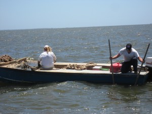 harvesting oysters