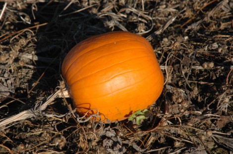 PUMPKIN