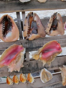 Conch Shells