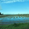 Albufera Rice Fields in Februrary by Susan Manlin Katzman