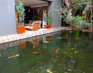 Koi Pond at Saxon Hotel