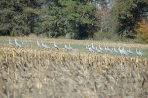 Cranes at the Necedah National Wildlife Refuge