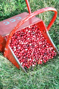 Cranberries by Marshall Katzman