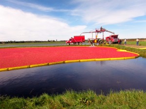 Gathering Cranberries by Marshall Katzman