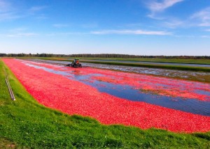 Harvesting cranberries