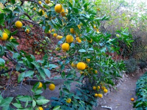 Back Yard Orange Grove by S.M. Katzman