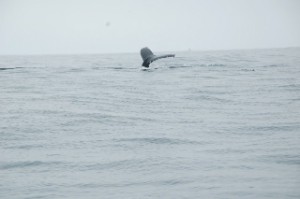 Whale Watching in Monterey Bay