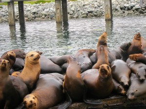 Elkhorn Slough Wildlife by Susan Manlin Katzman