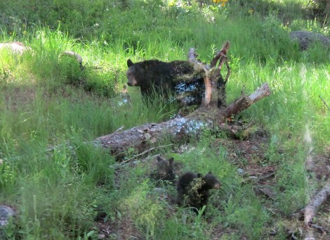 Bears at Yellowstone by Susan Manlin Katzman