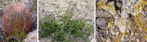 Lake Mead Flora Collage by Susan Manlin Katzman