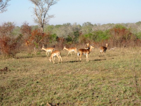 Animals at Sabi Sabi