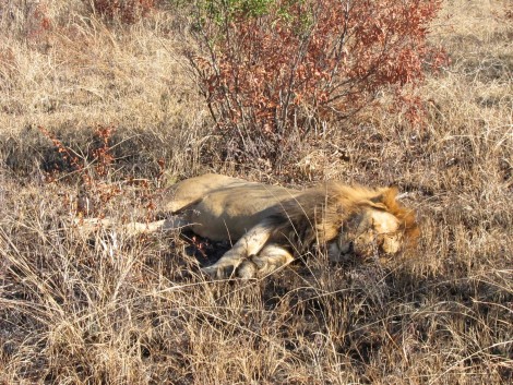 Sleeping Lion by Susan Manlin Katzman