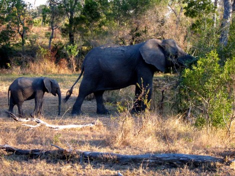 Elephant Family by Susan Manlin Katzman