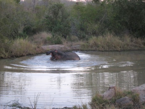 At Sabi Sabi 