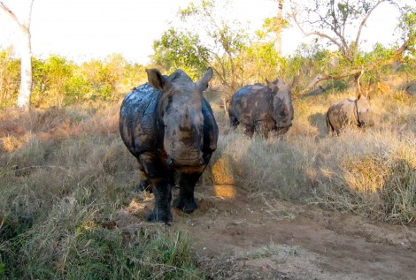 Abundant Animal Sightings at Saba Sabi by Susan Manlin Katzman