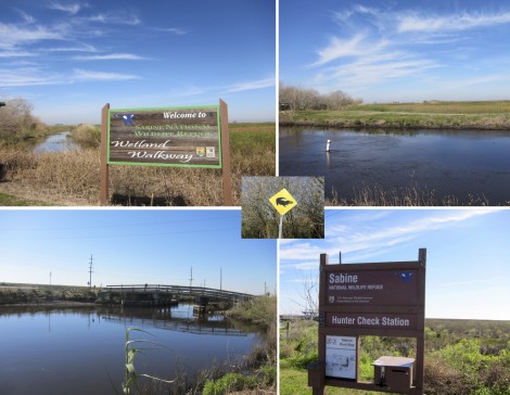 Southwest Louisianna Nature Collage by Susan Manlin Katzman