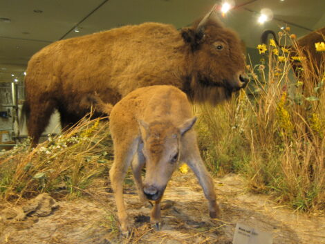 Buffalo scene in the Buffalo Bill Center of the West