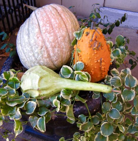 Pumpkins and Squash