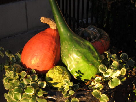 Squash and Pumpkins 