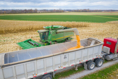 Harvesting popcorn