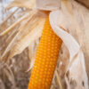 An ear of popcorn
