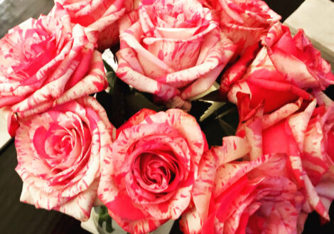 Close up of pink variegated roses.