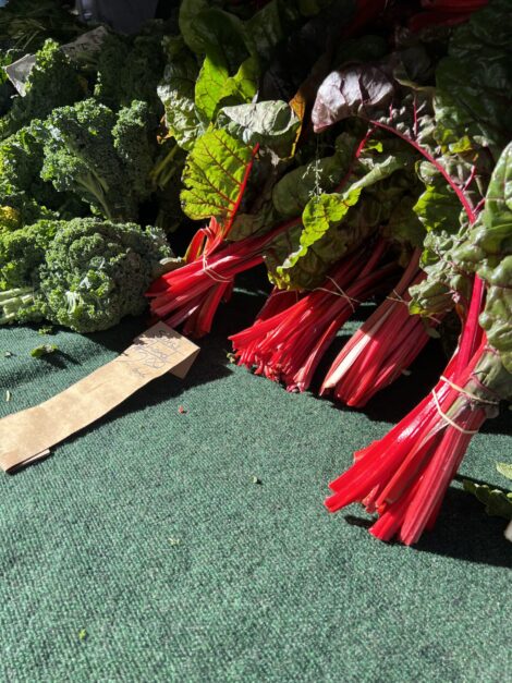 Gorgeous rhubarb glows in the sun.